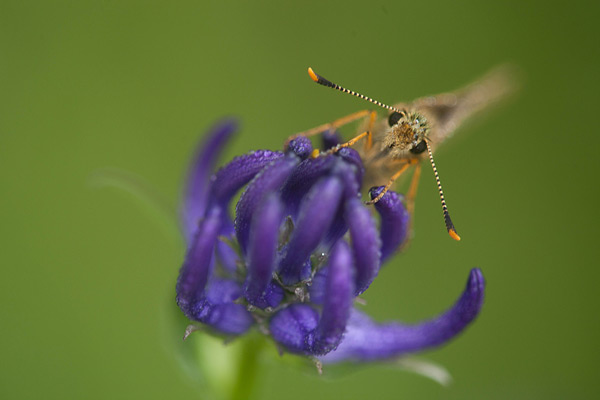 Dikkopje foto voor focus stacking