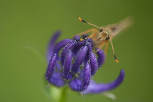 Dikkopje foto voor focus stacking