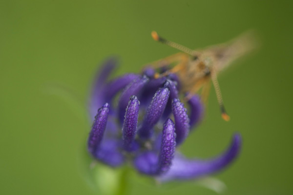 Dikkopje foto voor focus stacking