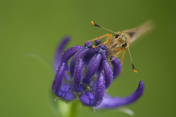 Platgeslagen foto in helicon focus met volledige scherptediepte