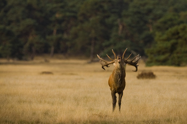 Burlend hert op de hoge Veluwe