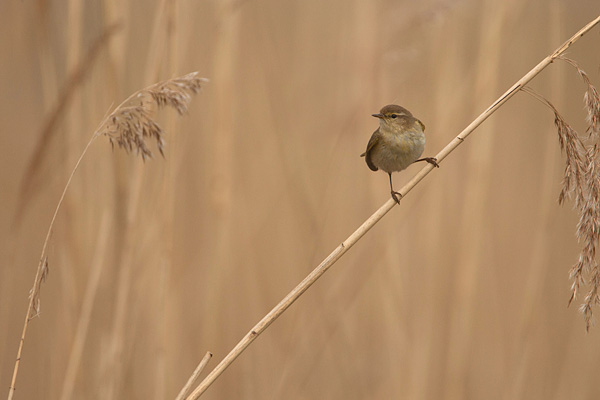 Tjiftjaf in het riet