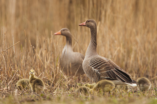 Jonge grauwe ganzen in het riet