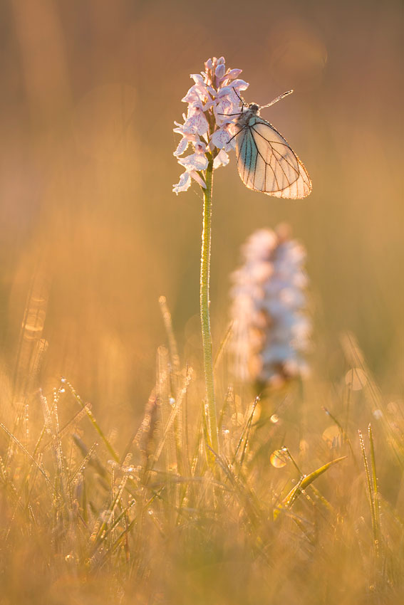 Groot geaderd witje orchidee