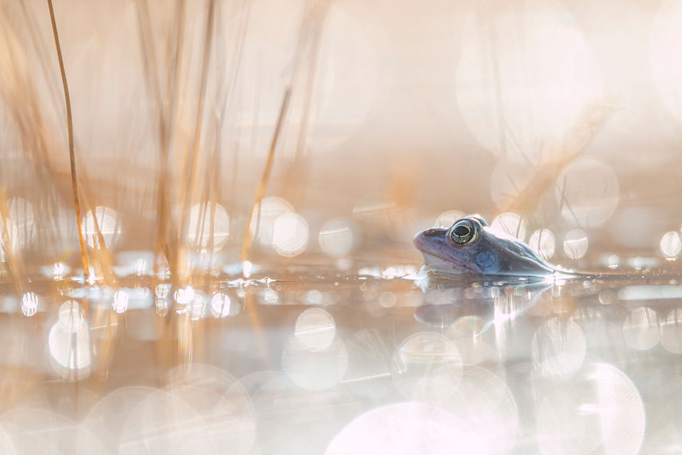 Heikikker in gouden licht en bokeh