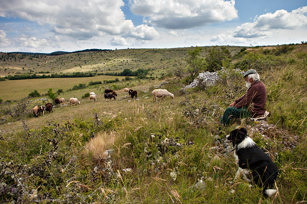 Herder op causse mejean