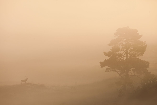 Edelhert in de mist op de Veluwe