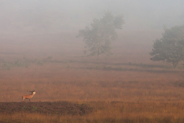 Burlend edelhert in de mist op de Veluwe