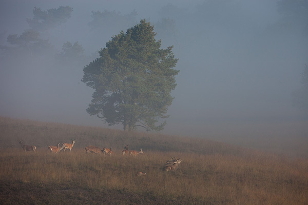 Hertenbronst in de mist op de Veluwe