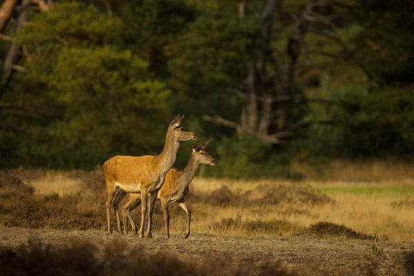 Hindes in de bronsttijd