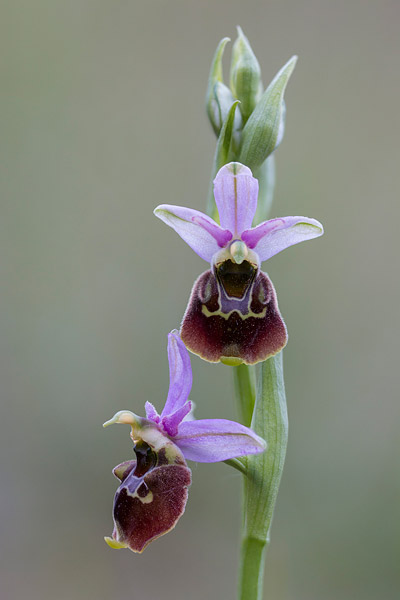 Hommelorchis Hommelorchis