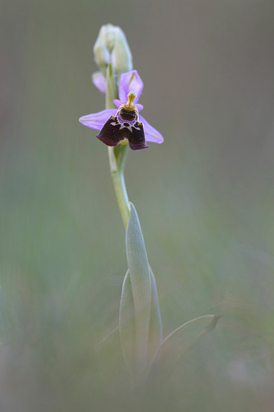 Hommelorchis