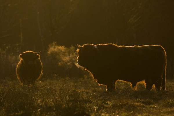 Schotse hooglander met tegenlicht