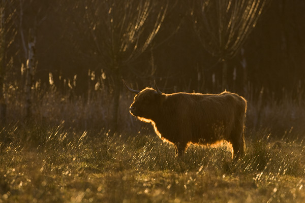 Schotse hooglander met tegenlicht Schotse hooglander met tegenlicht
