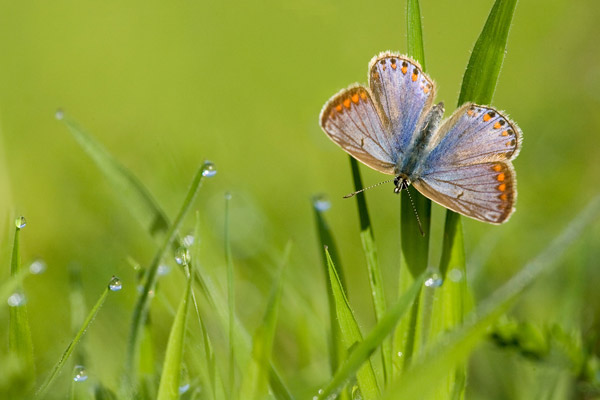 Icarus blauwtje vrouwtje