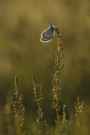 Een heideblauwtje op struikheide