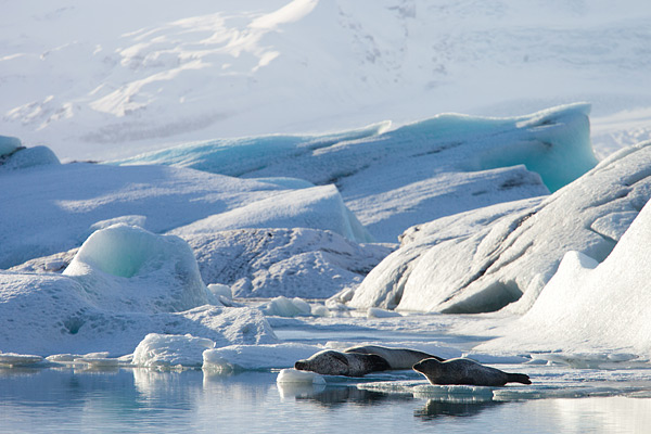 Jokulsarlon Jokulsarlon