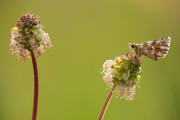 Kalkgraslanddikkopje op kleine pimpernel Kalkgraslanddikkopje op kleine pimpernel