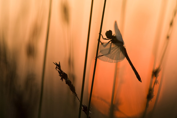 Kempense heidelibel bij zonsopkomst