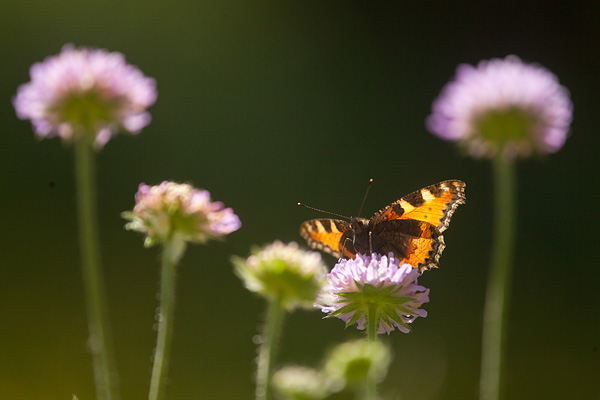 Kleine vos in tegenlicht op duifkruid