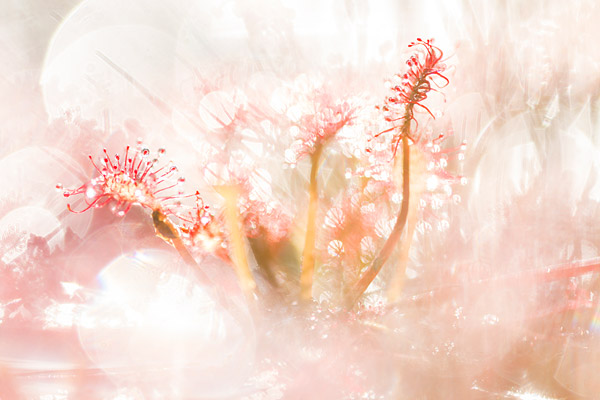 Kleine zonnedauw drosera intermedia