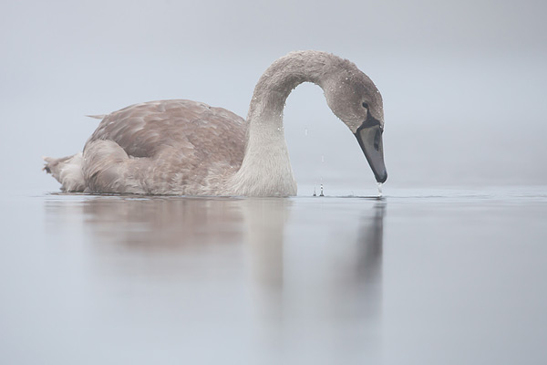 Knobbelzwaan in de mist