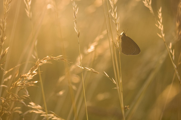 Koevinkje in tegenlicht