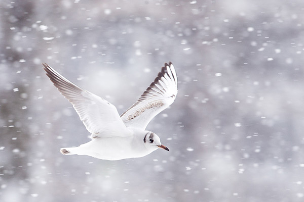 Kokmeeuw in de sneeuw