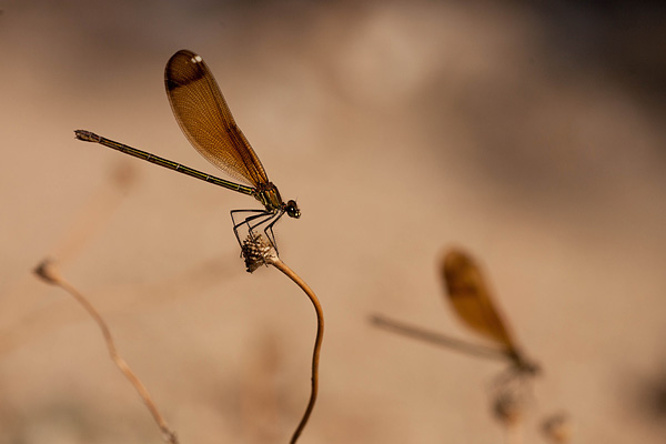 Koperen beekjuffer met onscherpe herhaling Koperen beekjuffer met onscherpe herhaling