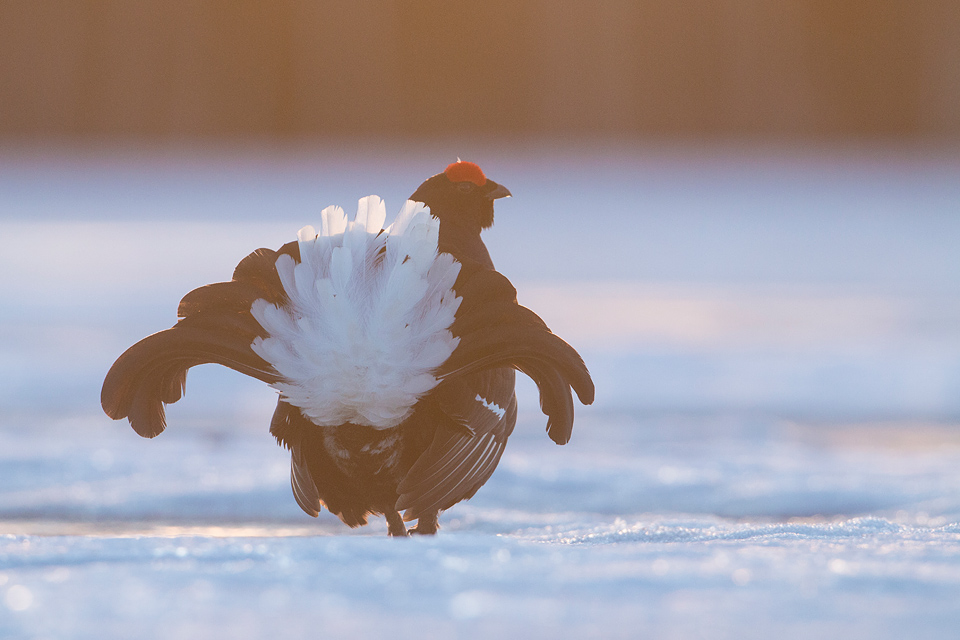 Zacht tegenlicht en een vogel vlak voor de hut is zeker niet gegarandeerd