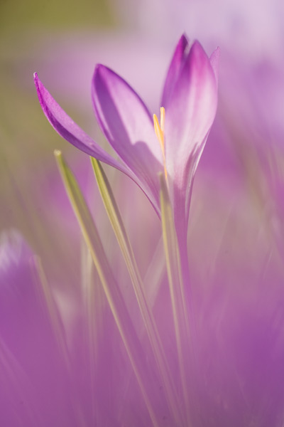 Krokus met weinig scherptediepte