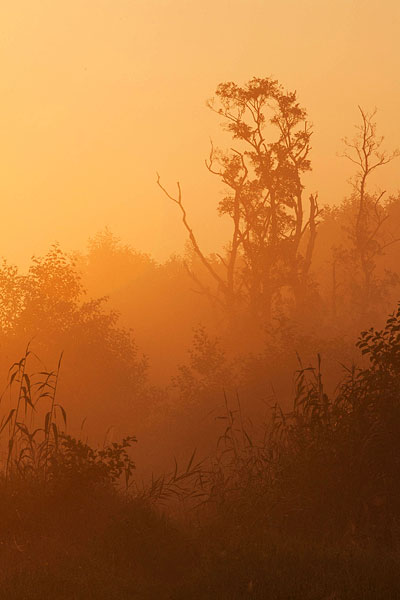 Lagen in de mist - tegenlicht