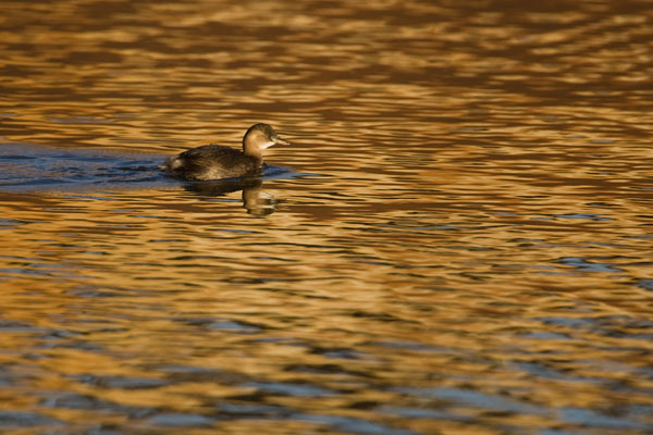 Dodaars in prachtige reflectie