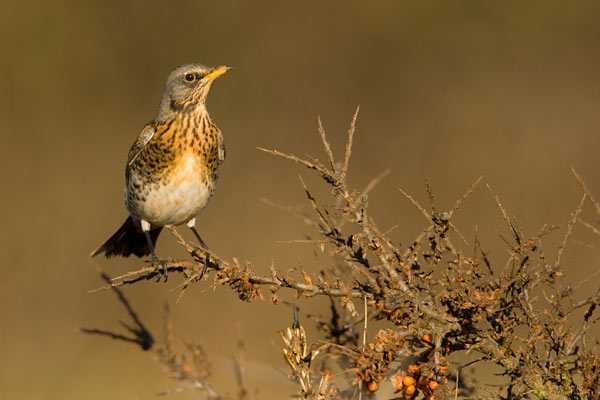 Kramsvogel in duindoornstruik