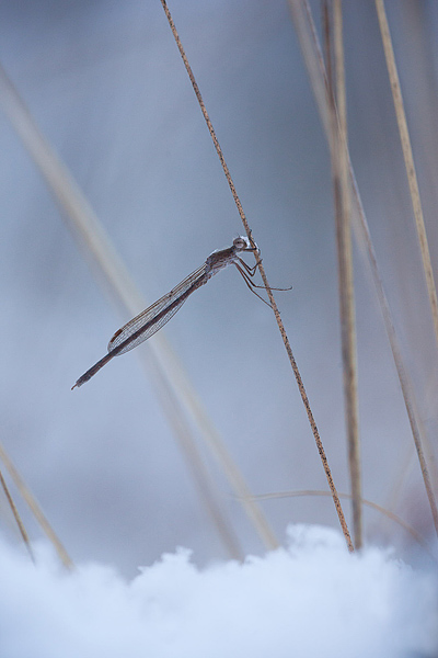 Noordse winterjuffer Noordse winterjuffer
