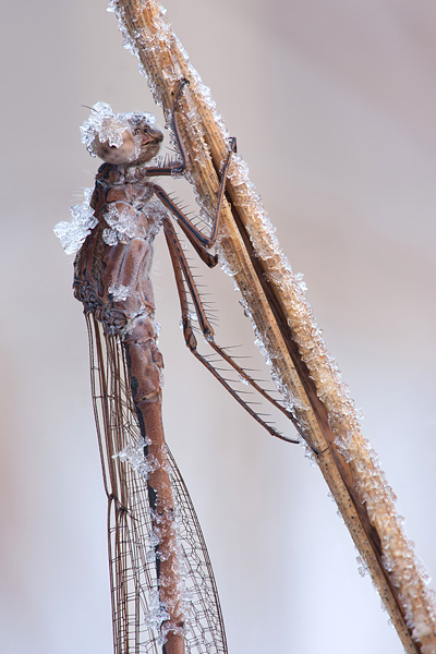 Noordse winterjuffer Noordse winterjuffer