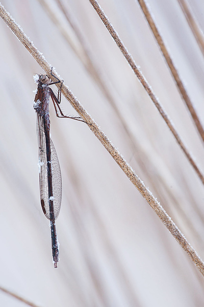 Noordse winterjuffer Noordse winterjuffer