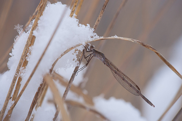 Noordse winterjuffer Noordse winterjuffer