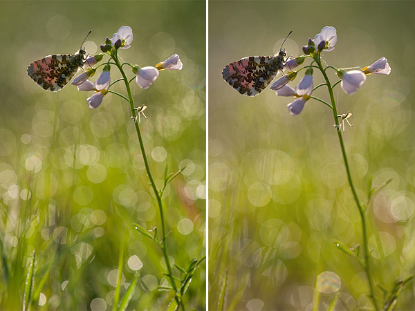 Oranjetipje, gefotografeerd met diverse diafragma's