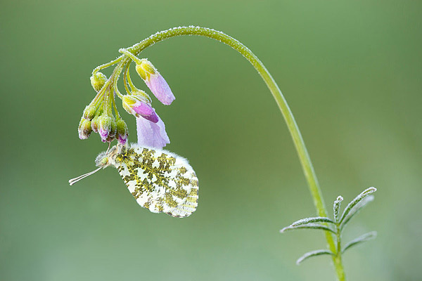 Oranjetipje op een berijpte pinksterbloem