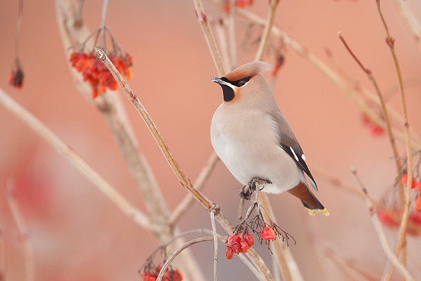 Pestvogel