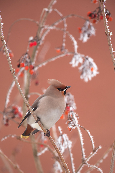 Pestvogel