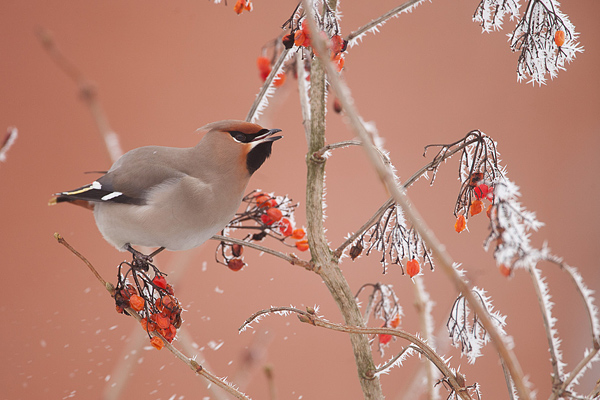 Pestvogel