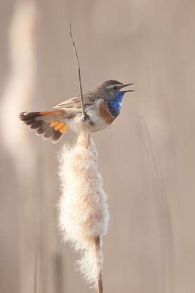 Blauwborst Blauwborst
