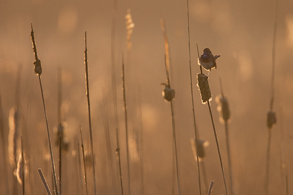 Blauwborst in tegenlicht