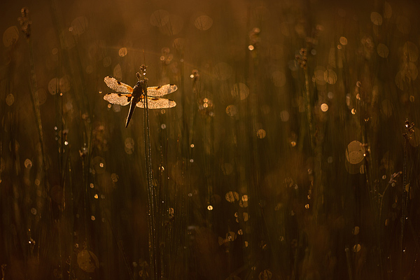 Viervlek (Libellula quadrimaculata)