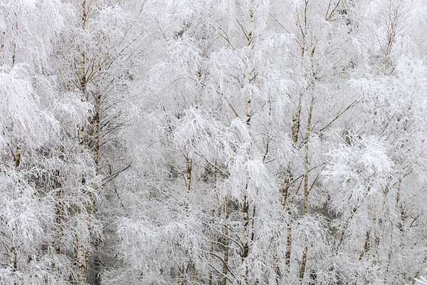 Sneeuw Sneeuw