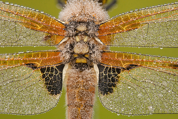 Viervlek close-up focus stack