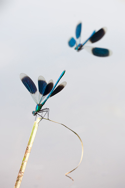 Interactie tussen weidebeekjuffers (Calopteryx splendens) Interactie tussen weidebeekjuffers (Calopteryx splendens)