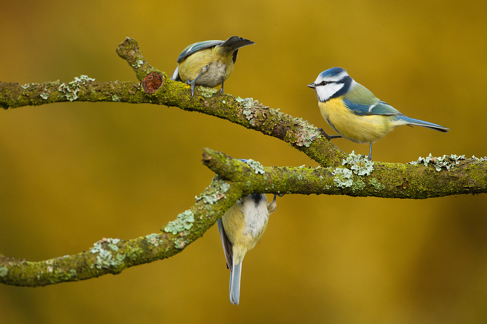 Rappe vogels als de pimpelmees zijn met weinig licht een hele uitdaging